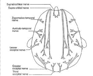 Coronal scalp.png