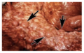 Thumbnail for version as of 16:55, 13 November 2021