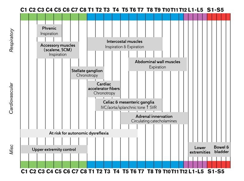 File:Sci complications by level.jpg